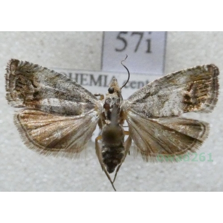 Cydia splendana (Hübner, 1799) Owocówka żołędziowianka Czech57i